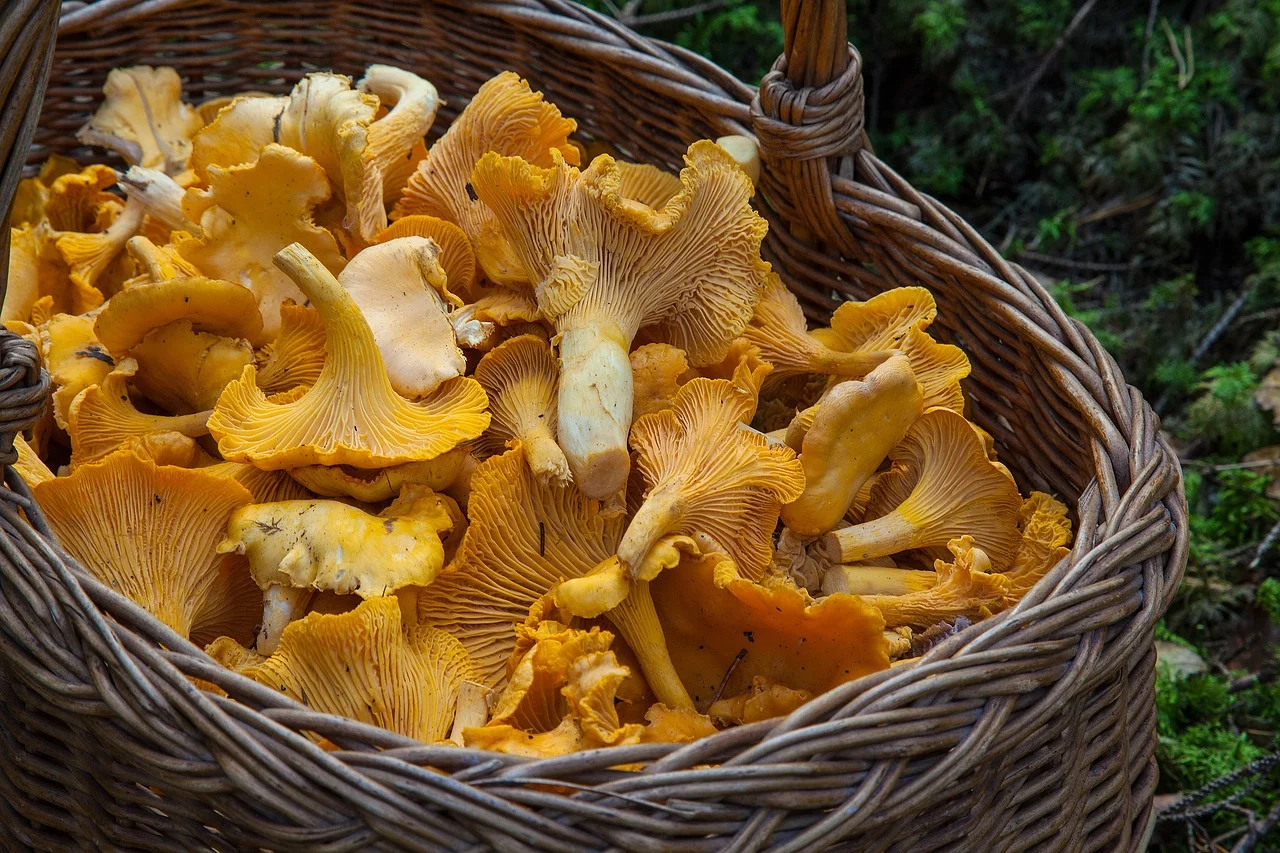 Comment cuisiner des chanterelles ? 3 Un panier de chanterelles (girolles)